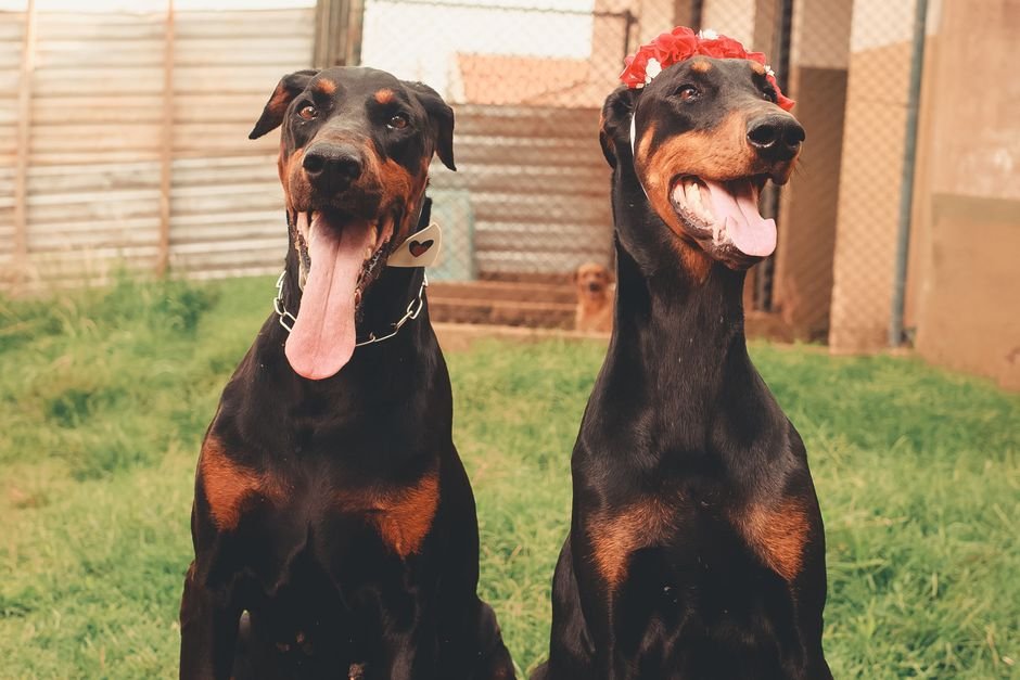 Two happy dobermans sitting together, one wearing a flower crown