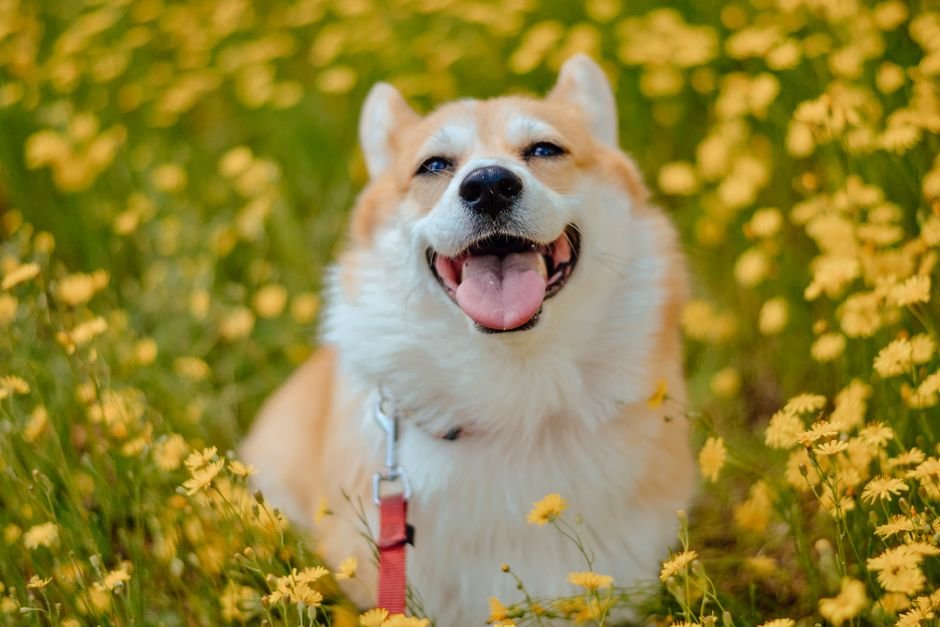 Smiling corgi sitting in a field of yellow flowers