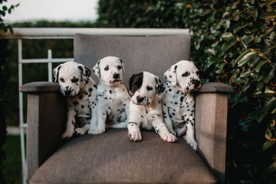 Four dalmatian puppies sitting together on an armchair