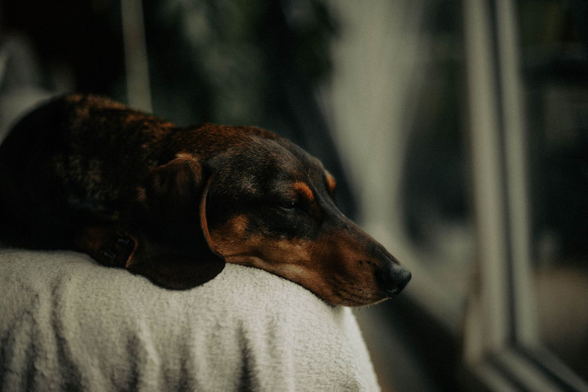 A dachshund resting its head on a soft blanket by a window