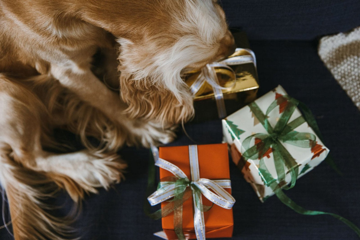 A golden spaniel sniffing wrapped Christmas presents on a dark sofa