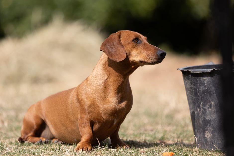 Red smooth-haired dachshund sitting in the sun