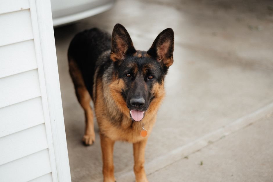 German shepherd standing outdoors looking at the camera