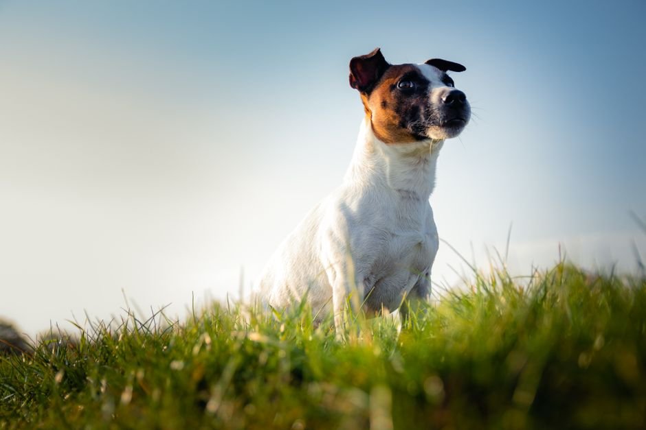 Jack russell terrier standing tall in grass against a blue sky